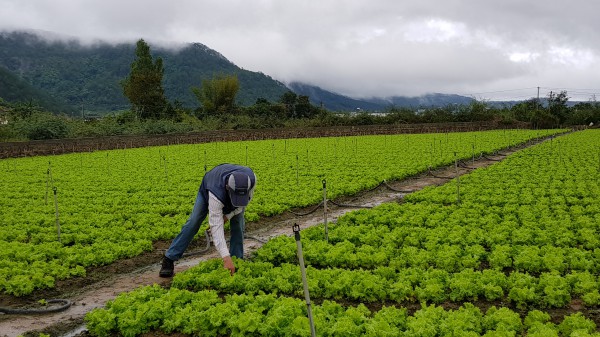 Giả thương lái mua hoa tết, lừa đảo chiếm đoạt tài sản nông dân