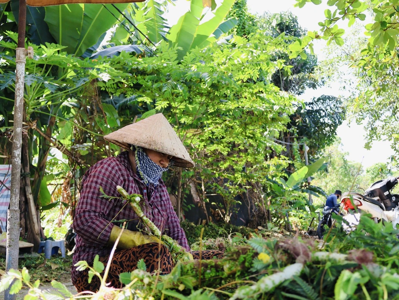 Làng nghề ở TP.HCM mùa tết: Người dân trồng rau nhút mong tết ấm no