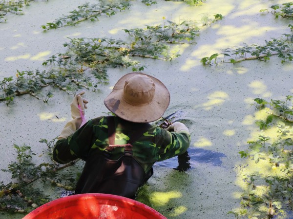 Làng nghề ở TP.HCM mùa tết: Người dân trồng rau nhút mong tết ấm no