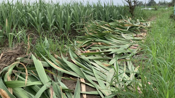 Nông dân Phú Yên nóng ruột vì hoa tết mất mùa, mất giá Nông dân Phú Yên nóng ruột vì hoa tết mất mùa, mất giá