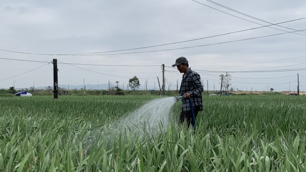 Nông dân Phú Yên nóng ruột vì hoa tết mất mùa, mất giá Nông dân Phú Yên nóng ruột vì hoa tết mất mùa, mất giá