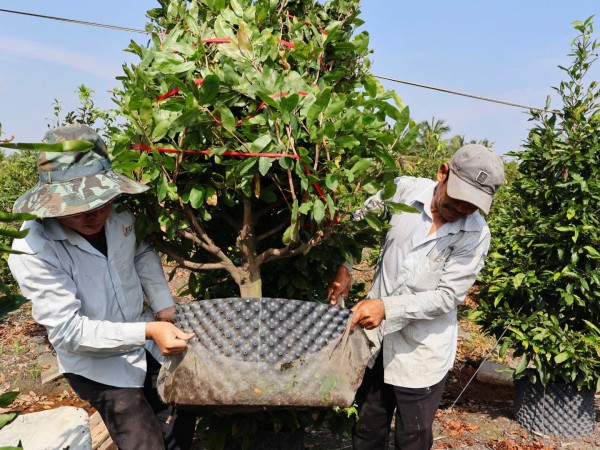Làng nghề ở TP.HCM mùa tết: Tỉ phú làng mai 'bám' vườn ngày đêm Làng nghề ở TP.HCM mùa tết: Tỉ phú làng mai 'bám' vườn ngày đêm