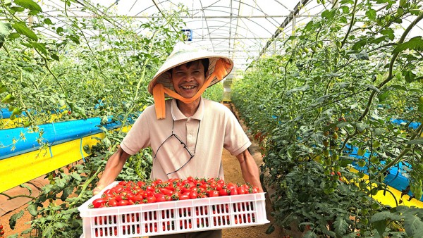 Ứng dụng chuyển đổi số trồng rau xuất khẩu Ứng dụng chuyển đổi số trồng rau xuất khẩu