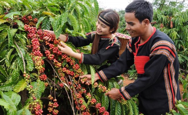 Doanh nghiệp cà phê biến áp lực thành cơ hội tăng trưởng