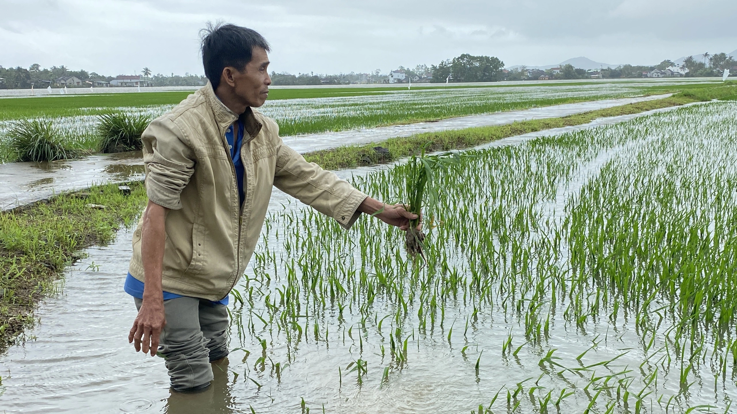 Hơn 4.250 ha lúa, hoa màu ở Phú Yên bị hư hại do mưa lũ bất thường