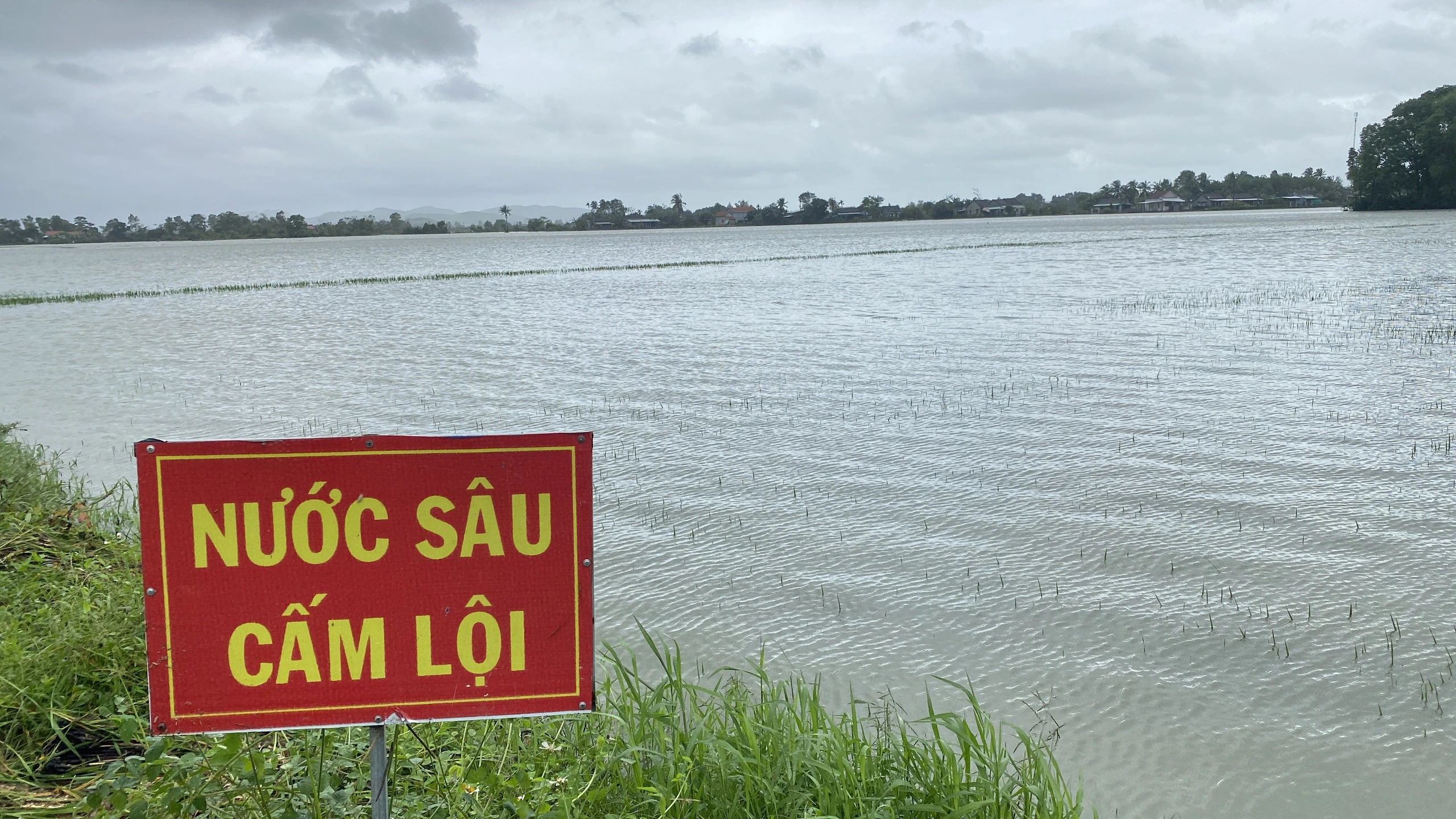 Hơn 4.250 ha lúa, hoa màu ở Phú Yên bị hư hại do mưa lũ bất thường