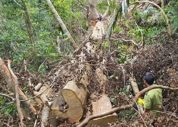 Đắk Lắk: H.M'Đrắk để mất hơn 7.000 ha rừng tự nhiên