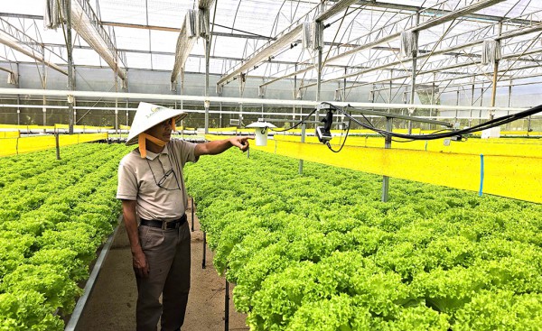 Ứng dụng chuyển đổi số trồng rau xuất khẩu Ứng dụng chuyển đổi số trồng rau xuất khẩu