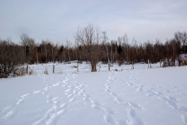 Biên giới dài nhất thế giới giữa Canada - Hoa Kỳ trông như thế nào?