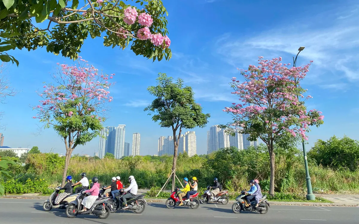 TP Hồ Chí Minh: Mùa hoa kèn hồng gọi nắng