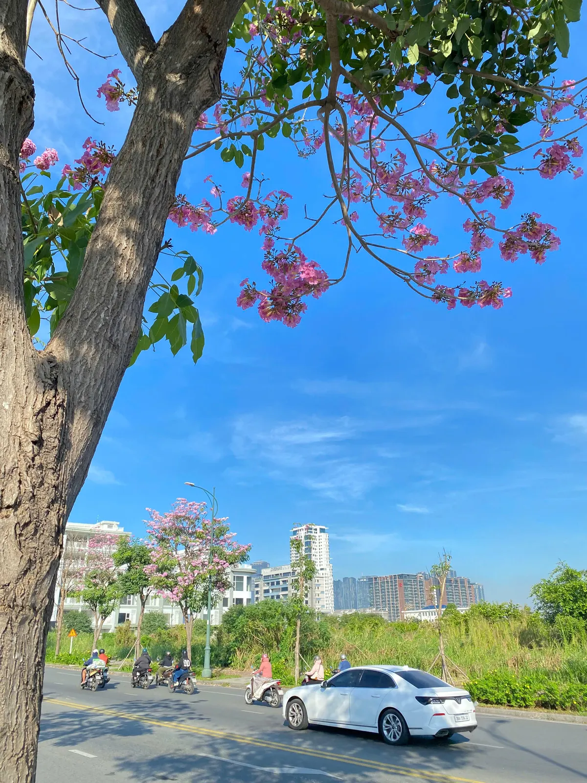 TP Hồ Chí Minh: Mùa hoa kèn hồng gọi nắng - Ảnh 4. TP Hồ Chí Minh: Mùa hoa kèn hồng gọi nắng - Ảnh 4.