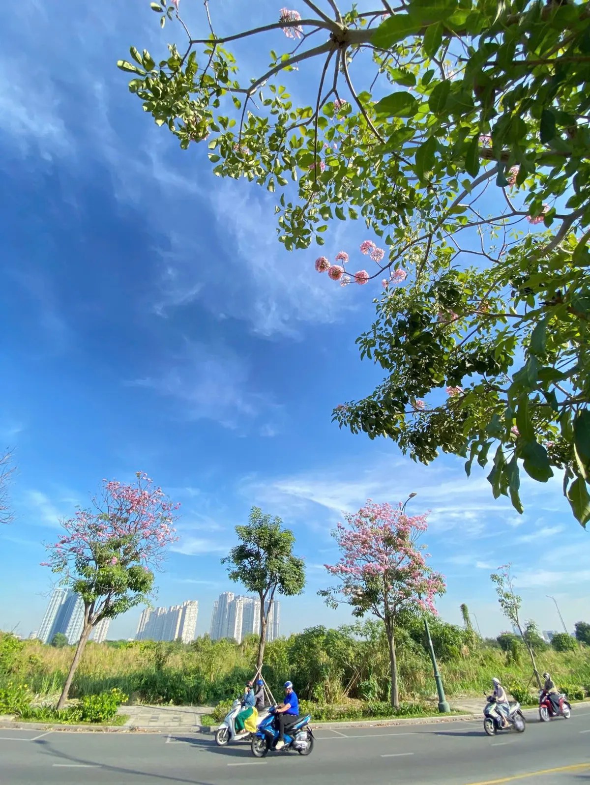 TP Hồ Chí Minh: Mùa hoa kèn hồng gọi nắng - Ảnh 6. TP Hồ Chí Minh: Mùa hoa kèn hồng gọi nắng - Ảnh 6.