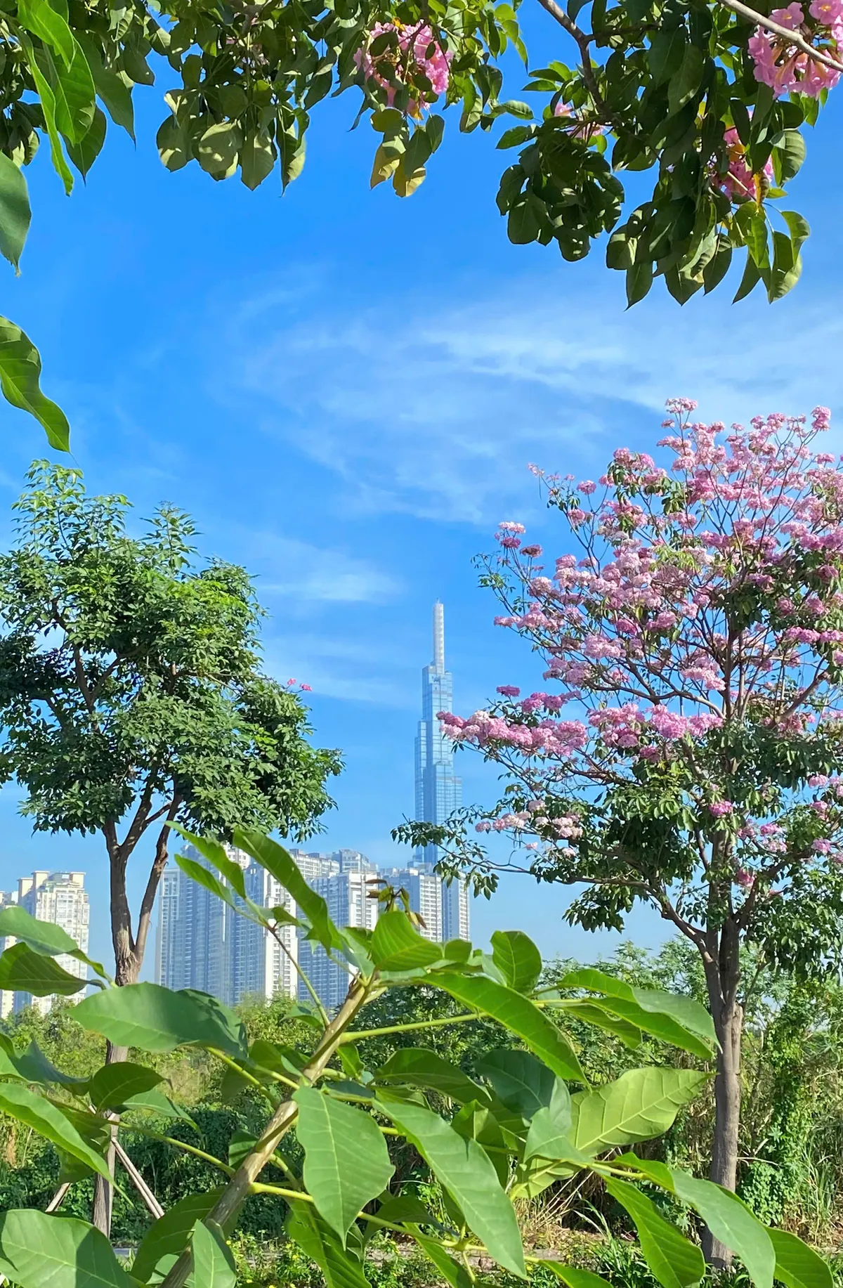 TP Hồ Chí Minh: Mùa hoa kèn hồng gọi nắng - Ảnh 3. TP Hồ Chí Minh: Mùa hoa kèn hồng gọi nắng - Ảnh 3.