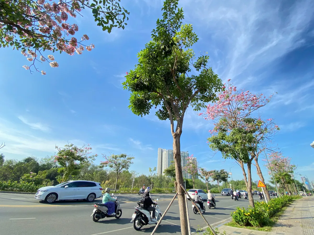 TP Hồ Chí Minh: Mùa hoa kèn hồng gọi nắng - Ảnh 5. TP Hồ Chí Minh: Mùa hoa kèn hồng gọi nắng - Ảnh 5.