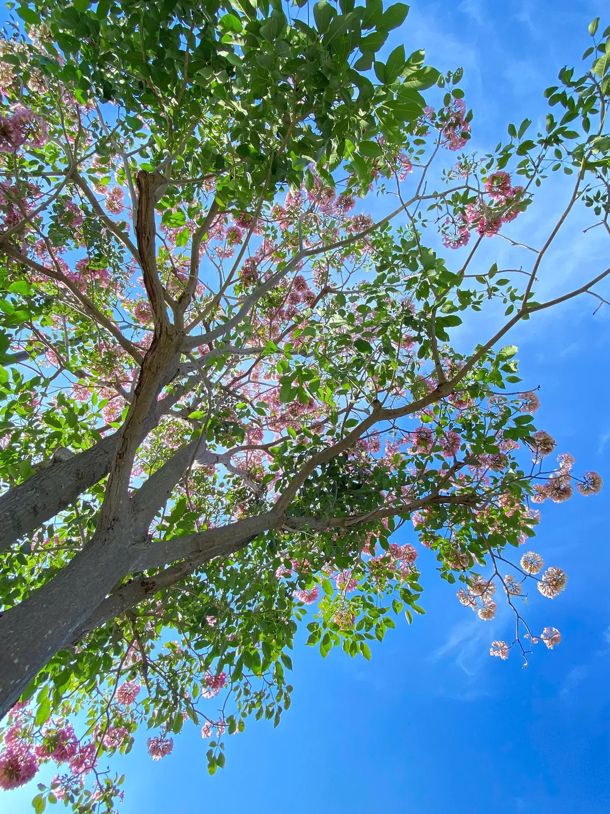 TP Hồ Chí Minh: Mùa hoa kèn hồng gọi nắng - Ảnh 1. TP Hồ Chí Minh: Mùa hoa kèn hồng gọi nắng - Ảnh 1.