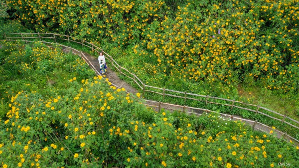 Mùa dã quỳ khoe sắc vàng trong nắng Mùa dã quỳ khoe sắc vàng trong nắng