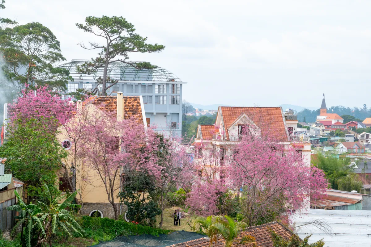 Đà Lạt chìm đắm trong sắc hồng mai anh đào - Ảnh 8. Đà Lạt chìm đắm trong sắc hồng mai anh đào - Ảnh 8.