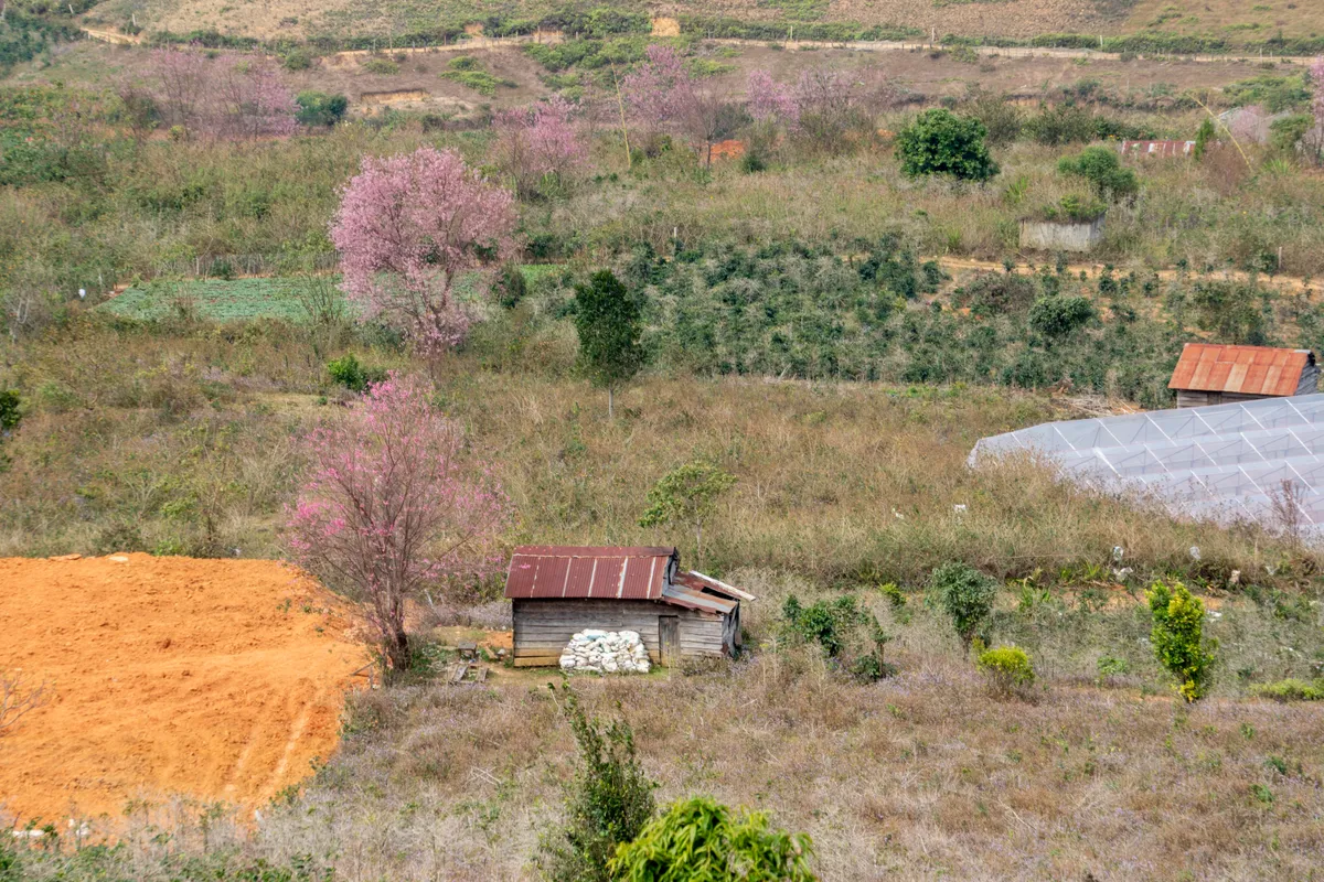 Đà Lạt chìm đắm trong sắc hồng mai anh đào - Ảnh 10. Đà Lạt chìm đắm trong sắc hồng mai anh đào - Ảnh 10.