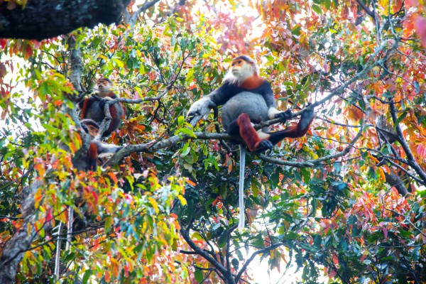 Lên bán đảo Sơn Trà mùa thay lá, ngắm 'nữ hoàng linh trưởng' đi kiếm ăn Lên bán đảo Sơn Trà mùa thay lá, ngắm 'nữ hoàng linh trưởng' đi kiếm ăn