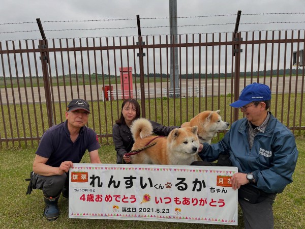 Ngộ nghĩnh chó Akita trở thành …giám đốc sân bay ở Nhật Bản Ngộ nghĩnh chó Akita trở thành …giám đốc sân bay ở Nhật Bản