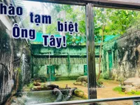 Xúc động lễ chia tay “ông” hổ Tây ở Thảo Cầm Viên Sài Gòn