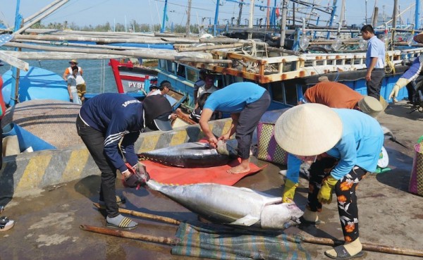EC lùi thời điểm thanh tra “thẻ vàng” IUU: Ban hành kế hoạch hành động cao điểm