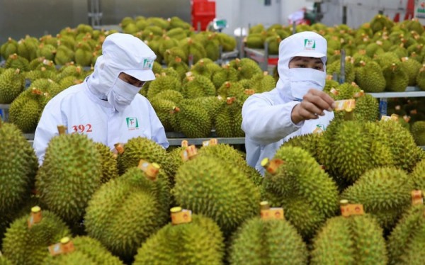 Sầu riêng “gặp khó”, doanh nghiệp “chỉ mặt” nguyên nhân