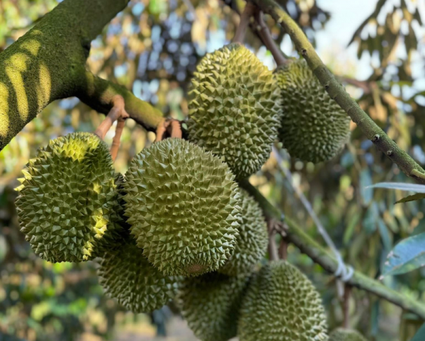Sầu riêng “gặp khó”, doanh nghiệp “chỉ mặt” nguyên nhân