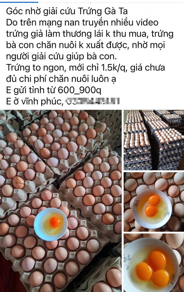 Tin đồn trứng gà giả khiến người chăn nuôi điêu đứng Tin đồn trứng gà giả khiến người chăn nuôi điêu đứng