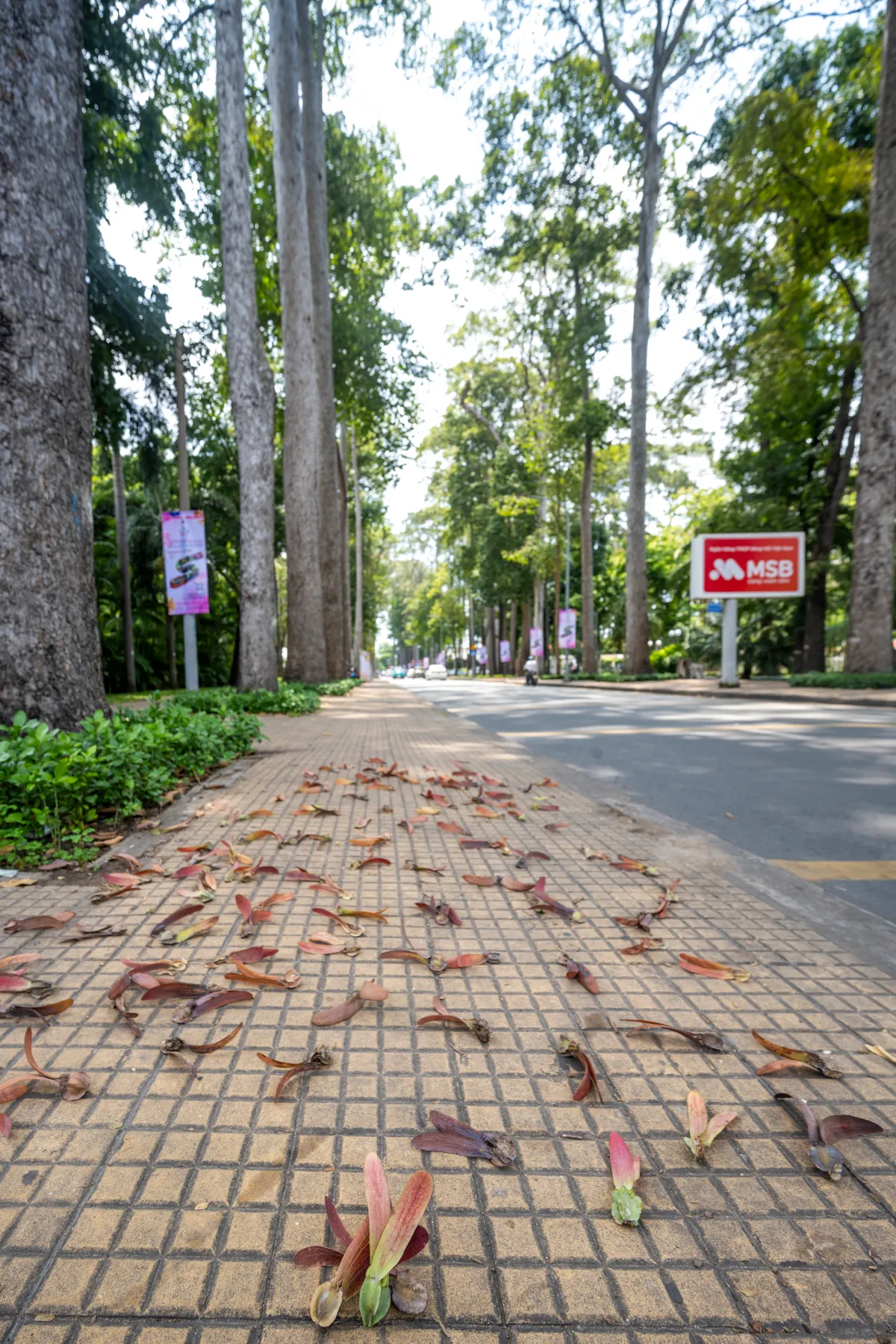 Mùa hoa dầu bay - ký ức trên những con đường Sài Gòn xưa. - Ảnh 2. Mùa hoa dầu bay - ký ức trên những con đường Sài Gòn xưa. - Ảnh 2.