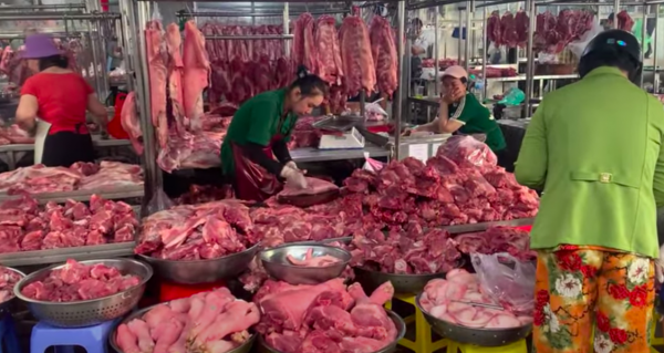Giá heo hơi hôm nay 6.6.2025: Giữ mốc 71.000 đồng/kg