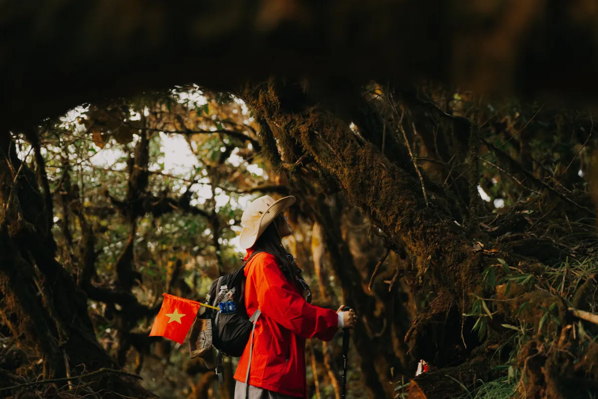Chiêm ngưỡng rừng rêu cổ thụ trên cung đường leo đỉnh Phu Sa Phìn - Ảnh 3. Chiêm ngưỡng rừng rêu cổ thụ trên cung đường leo đỉnh Phu Sa Phìn - Ảnh 3.