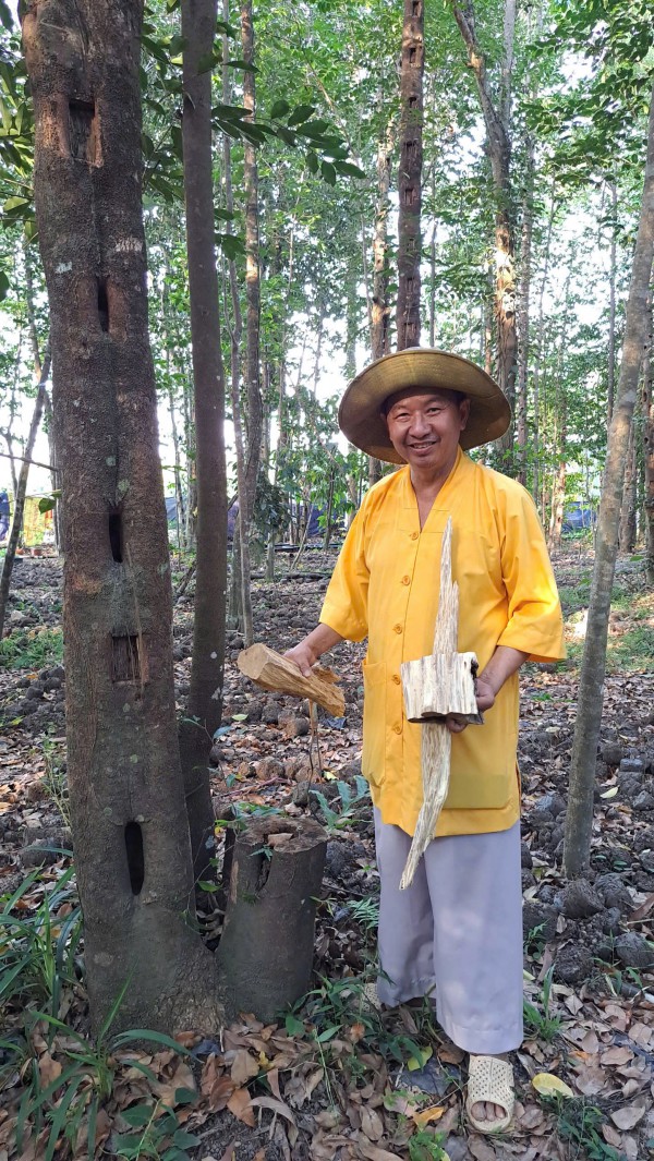 Khát vọng trầm hương của 'nhà sư Thị Kính': Rừng dó bầu nơi cửa Phật