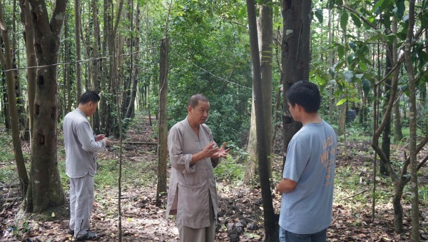 Khát vọng trầm hương của 'nhà sư Thị Kính': Rừng dó bầu nơi cửa Phật