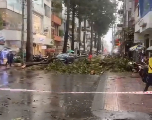 Gió lớn, cây xanh gãy đè ô tô ở trung tâm TP.HCM Gió lớn, cây xanh gãy đè ô tô ở trung tâm TP.HCM