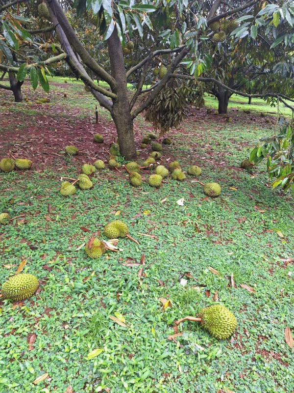 Lâm Đồng: Mưa lớn kèm gió giật kéo dài gây thiệt hại nặng Lâm Đồng: Mưa lớn kèm gió giật kéo dài gây thiệt hại nặng