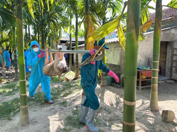 Quảng Ngãi: Tiêu hủy hơn 9.600 con lợn mắc dịch tả lợn châu Phi
