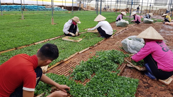 Lâm Viên - Đà Lạt, nơi hội tụ các làng hoa nổi tiếng