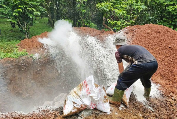 Lâm Đồng tiêu hủy đàn heo 240 con nhiễm dịch tả