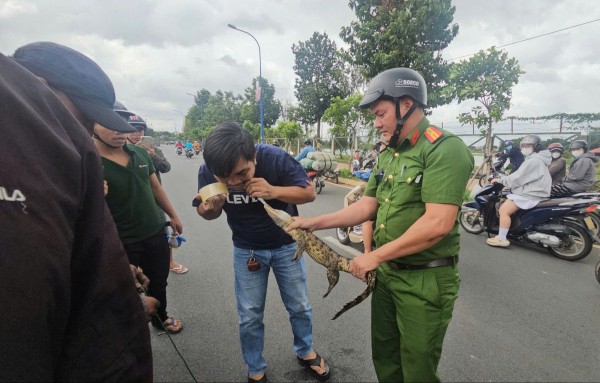 Dùng cần câu, thòng lọng bắt cá sấu dưới kênh Nước Đen ở TP.HCM Dùng cần câu, thòng lọng bắt cá sấu dưới kênh Nước Đen ở TP.HCM