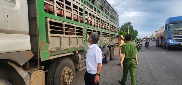 Gia Lai: Tạm giữ xe tải chở 54 con lợn nghi nhiễm dịch tả lợn châu Phi Gia Lai: Tạm giữ xe tải chở 54 con lợn nghi nhiễm dịch tả lợn châu Phi