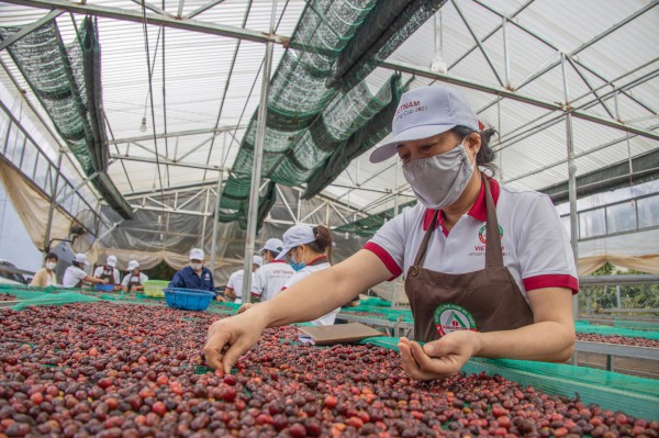Giá cà phê tăng sốc đồng loạt Giá cà phê tăng sốc đồng loạt