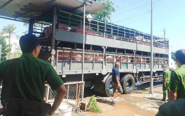 Quảng Ngãi: Tiêu hủy hơn 9.600 con lợn mắc dịch tả lợn châu Phi