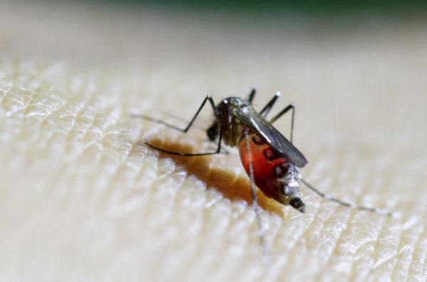 WHO cảnh báo nguy cơ lây lan vi rút chikungunya WHO cảnh báo nguy cơ lây lan vi rút chikungunya