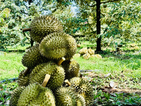 Xuất khẩu thông luồng, giá sầu riêng liên tục tăng