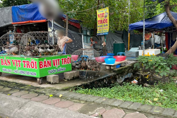 Chợ cóc 'mọc' nhan nhản, bày bán thịt heo dưới lòng đường Hà Nội