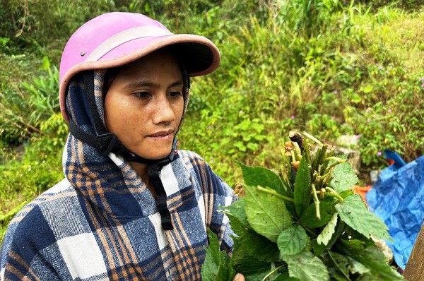 Tỉ phú sâm Ngọc Linh méo mặt vì… 'chuột quý tộc'