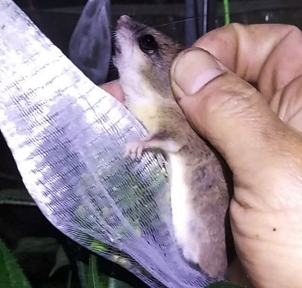 Tỉ phú sâm Ngọc Linh méo mặt vì… 'chuột quý tộc'