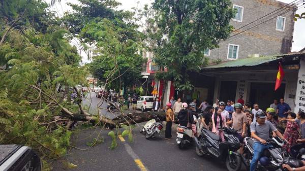 Quảng Trị: Cây phượng bật gốc đè 2 xe máy