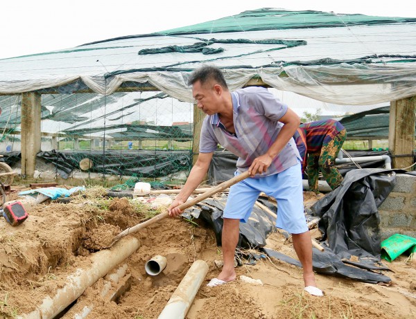 Những ao nuôi tôm tiền tỉ tan hoang sau bão số 5 Những ao nuôi tôm tiền tỉ tan hoang sau bão số 5